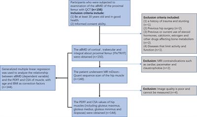 Associations of muscle size and fatty infiltration with bone mineral density of the proximal femur bone